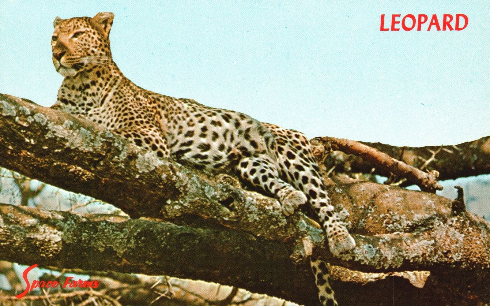 Vintage Postcard Leopard Space Farms Ferocious Carnivorous Mammal Cat Family