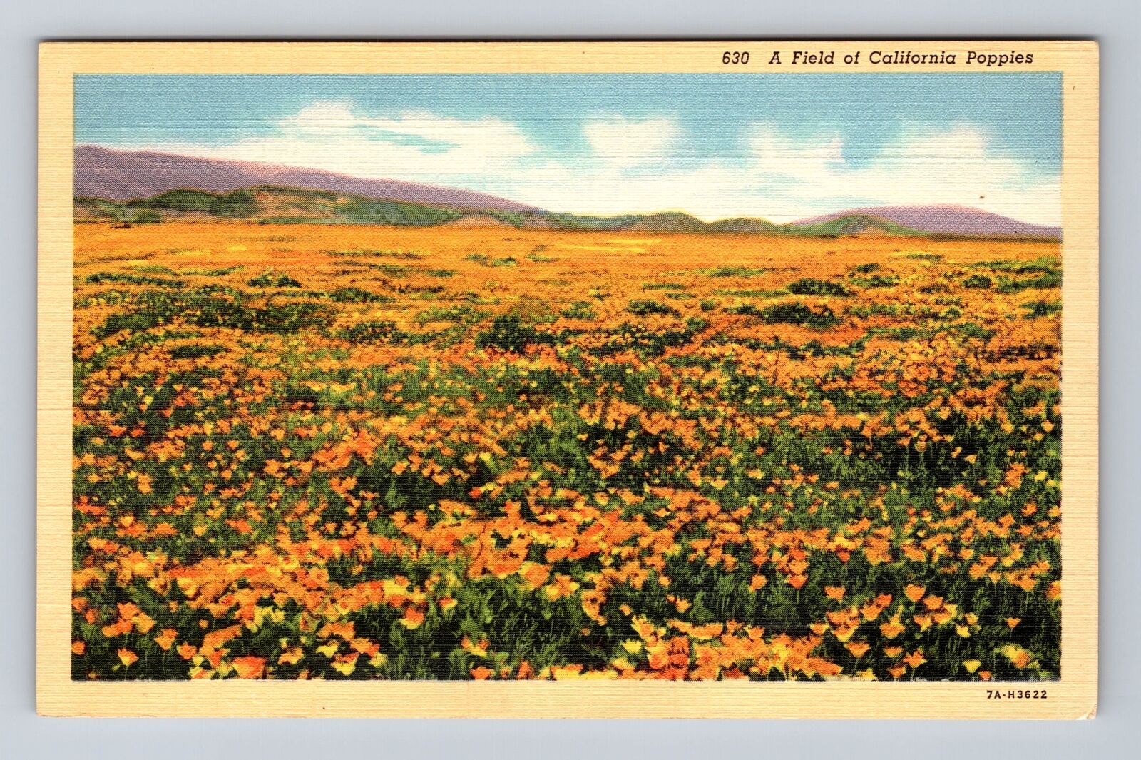 CA-California, A Field of California Poppies, Antique Souvenir Vintage Postcard