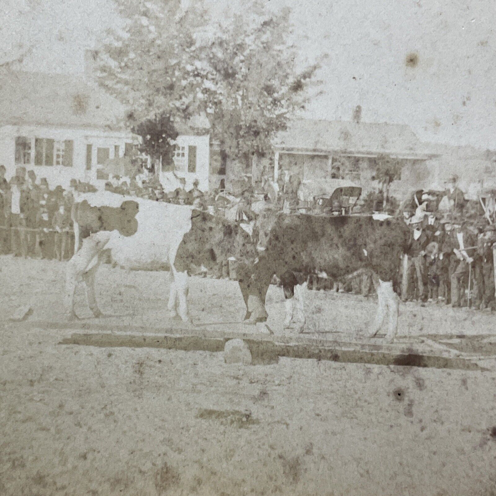 Antique 1878 'Cow Balancing' Marlow Town Fair NH Stereoview Photo Card V2100
