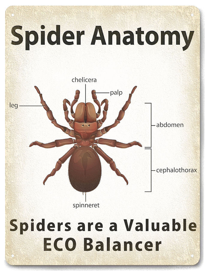 Spider Anatomy Metal Sign educational class room kids funny gift wall decor 627