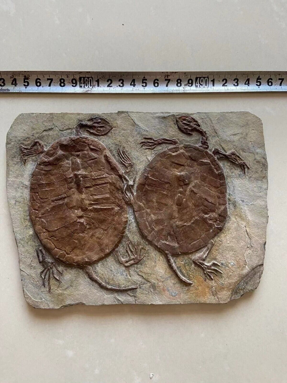 Real Turtle Fossil Rare Chinese Best Triassic Keichousaurus Collection 90018