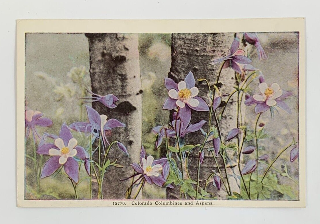 Colorado Columbines and Aspens State Flower Postcard Unposted