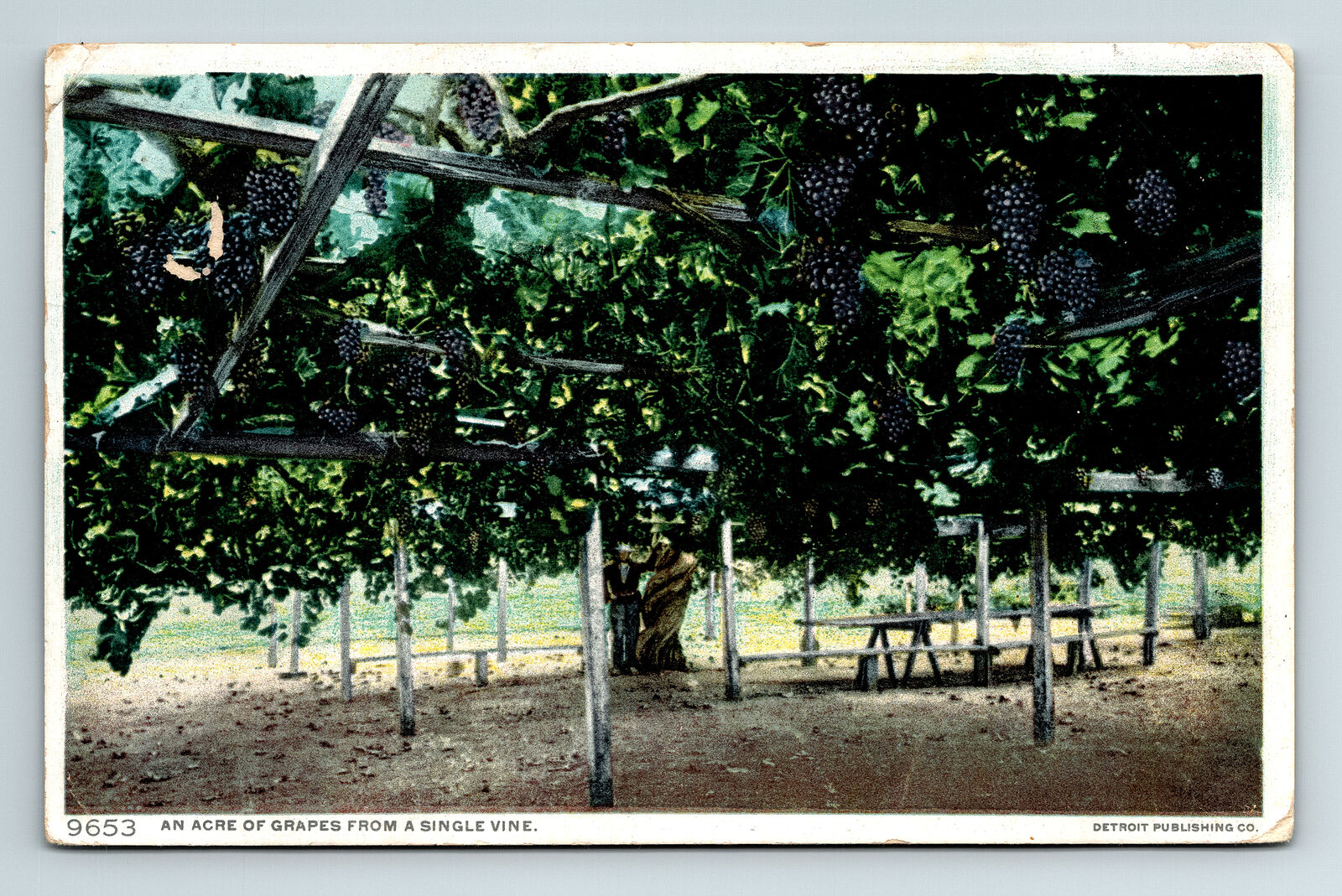 c1915 Postcard San Francisco CA Acre Grapes 1 Vine Panama-Pacific Expo Cancel
