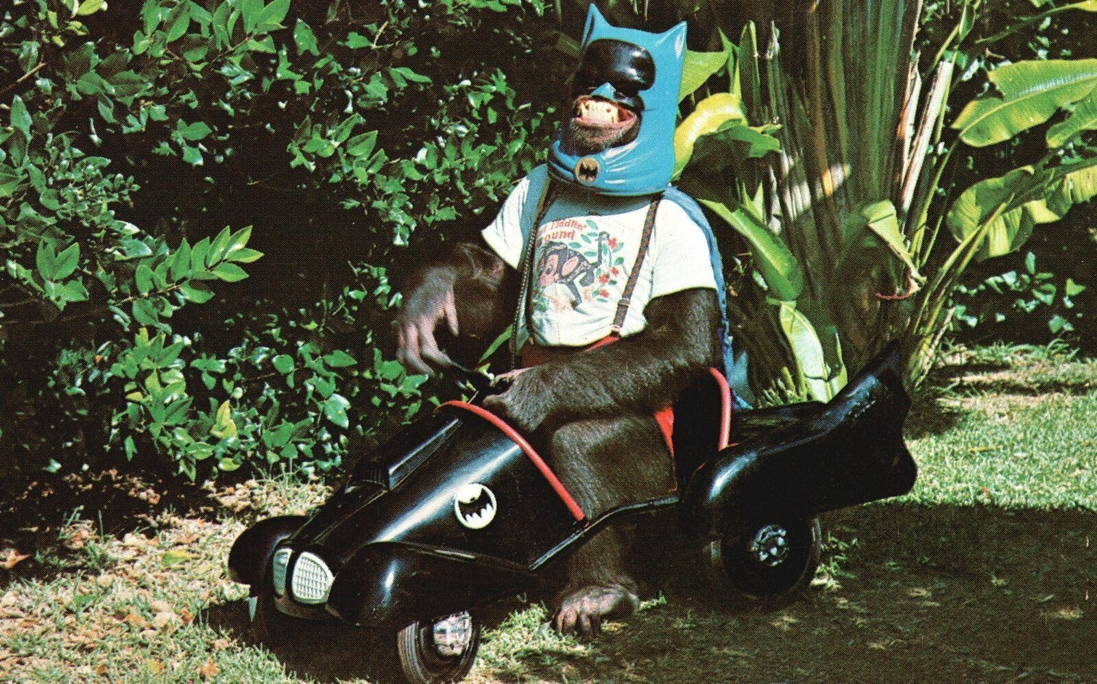 Vintage Postcard Monkey Jungle Animal Zoo Park Costume Ride Miami Florida FL