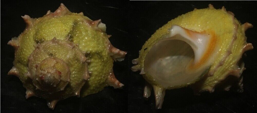 Tonyshells Seashells Bolma girgyllus girgyllus star snailYELLOW COLOR 44mm F+++