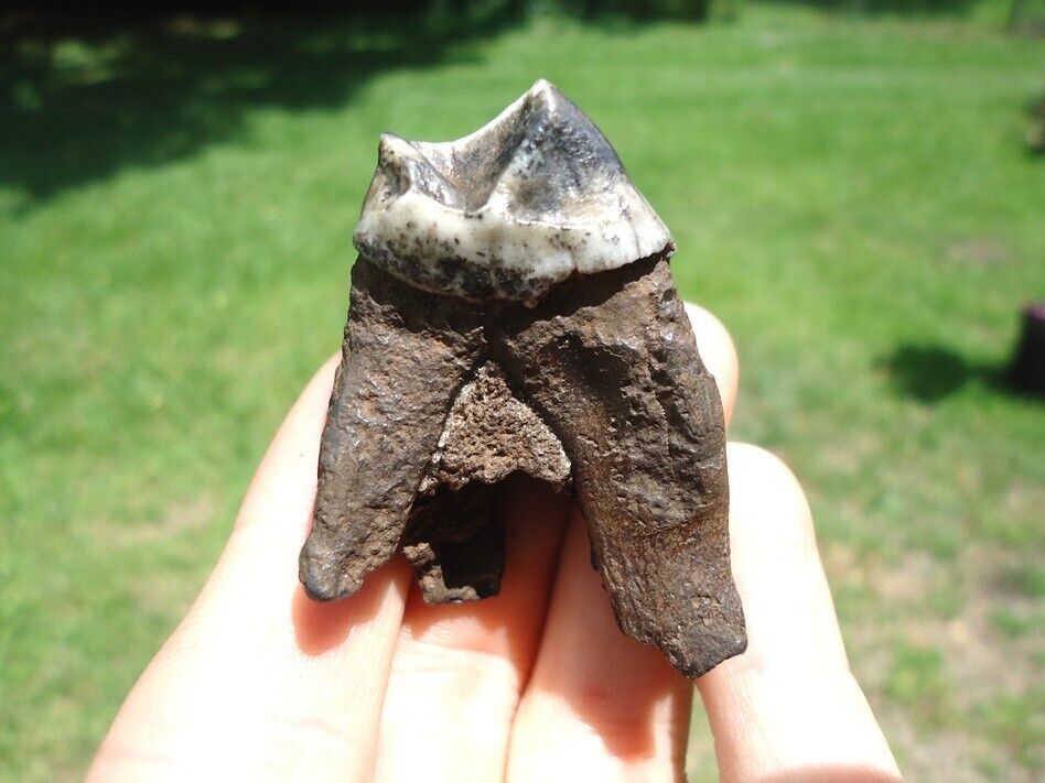 IMMACULATE FULLY ROOTED TAPIR MOLAR TOOTH FLORIDA FOSSILS ICE AGE EXTINCT JAW @