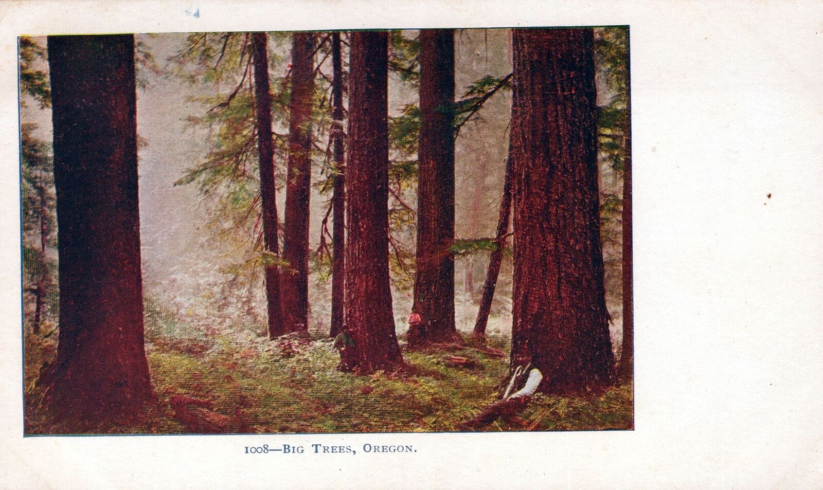 OREGON OR - Big Trees Postcard - udb (pre 1908)