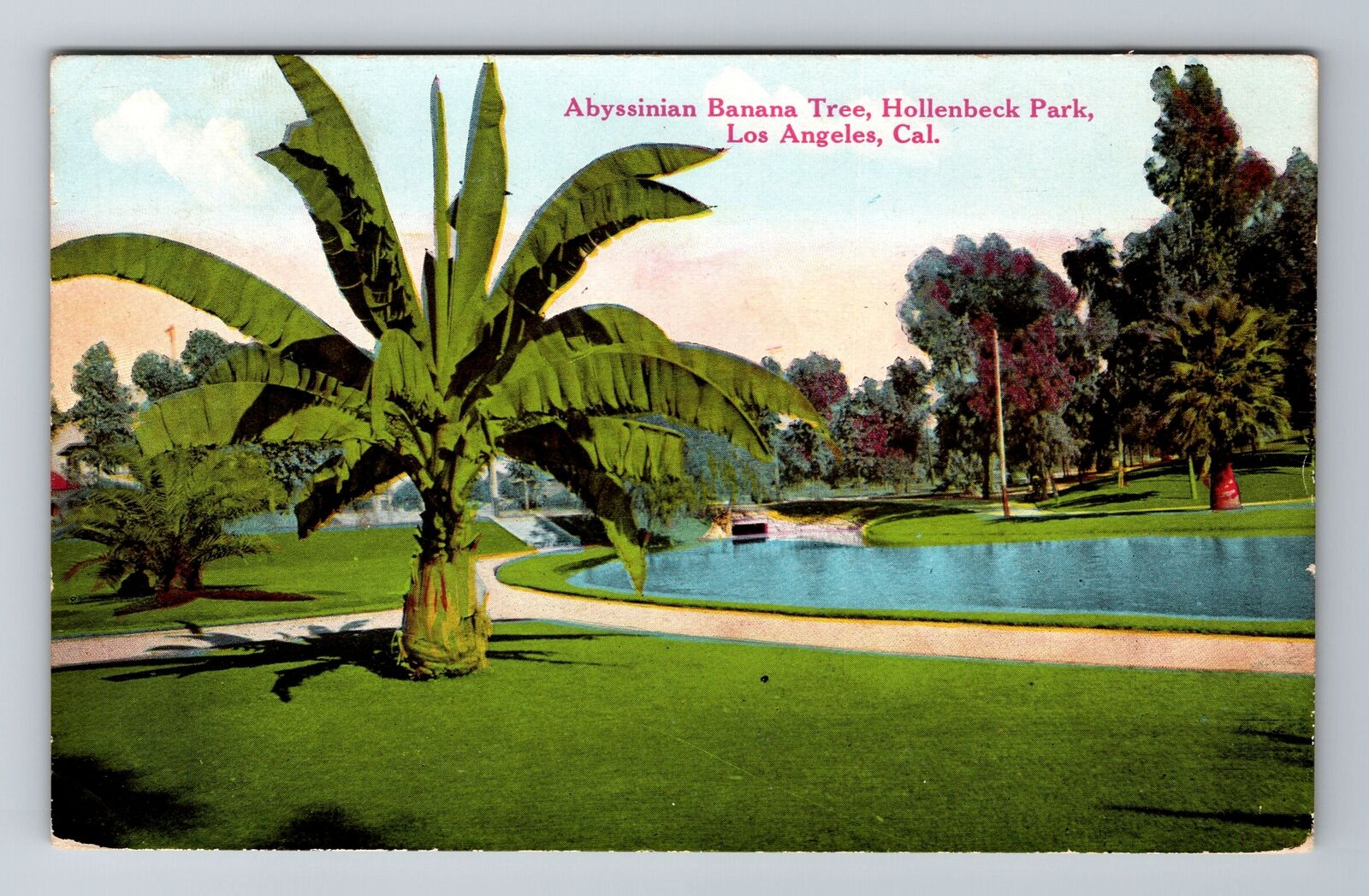 Los Angeles CA-California, Abyssinian Banana Tree, Antique, Vintage Postcard