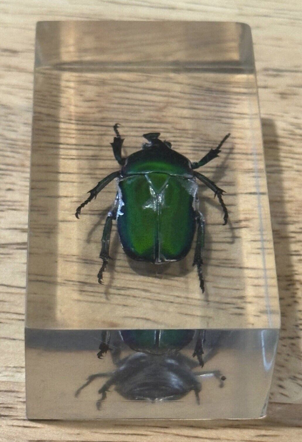 100% original exotic beetles real insects in resin
