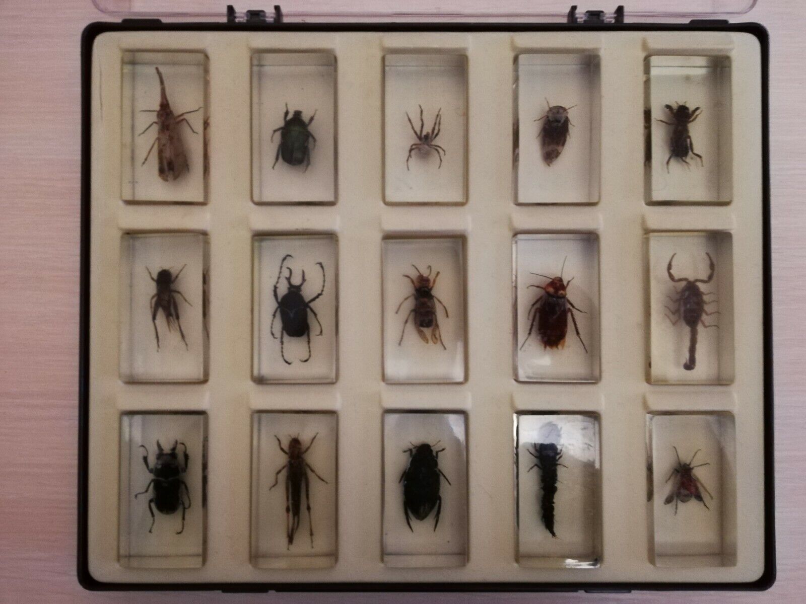 100% Full Set 15 items in box original exotic beetles real insects in resin 