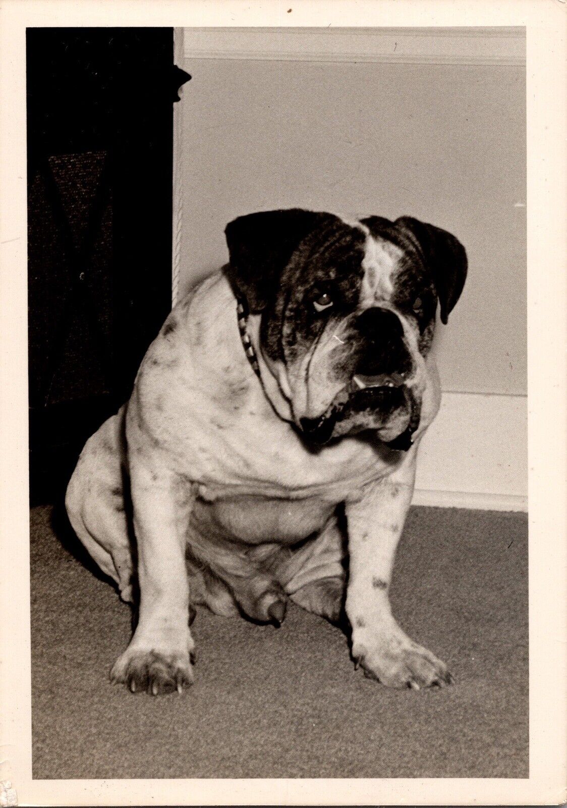 Vtg Found B&W Photo 1950 Dog Pet Retro Animal Canine Outdoors K9