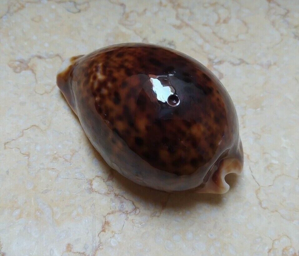 F pantherina Cypraea  F+++ 82.5 MM red color red sea shell natural glossy