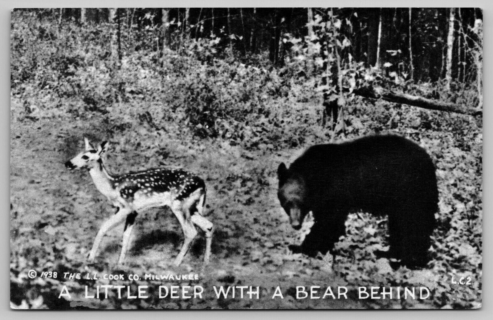 Vintage Postcard 1930\'s A Little Deer With A Bear Behind L.L. Cook Company Pub