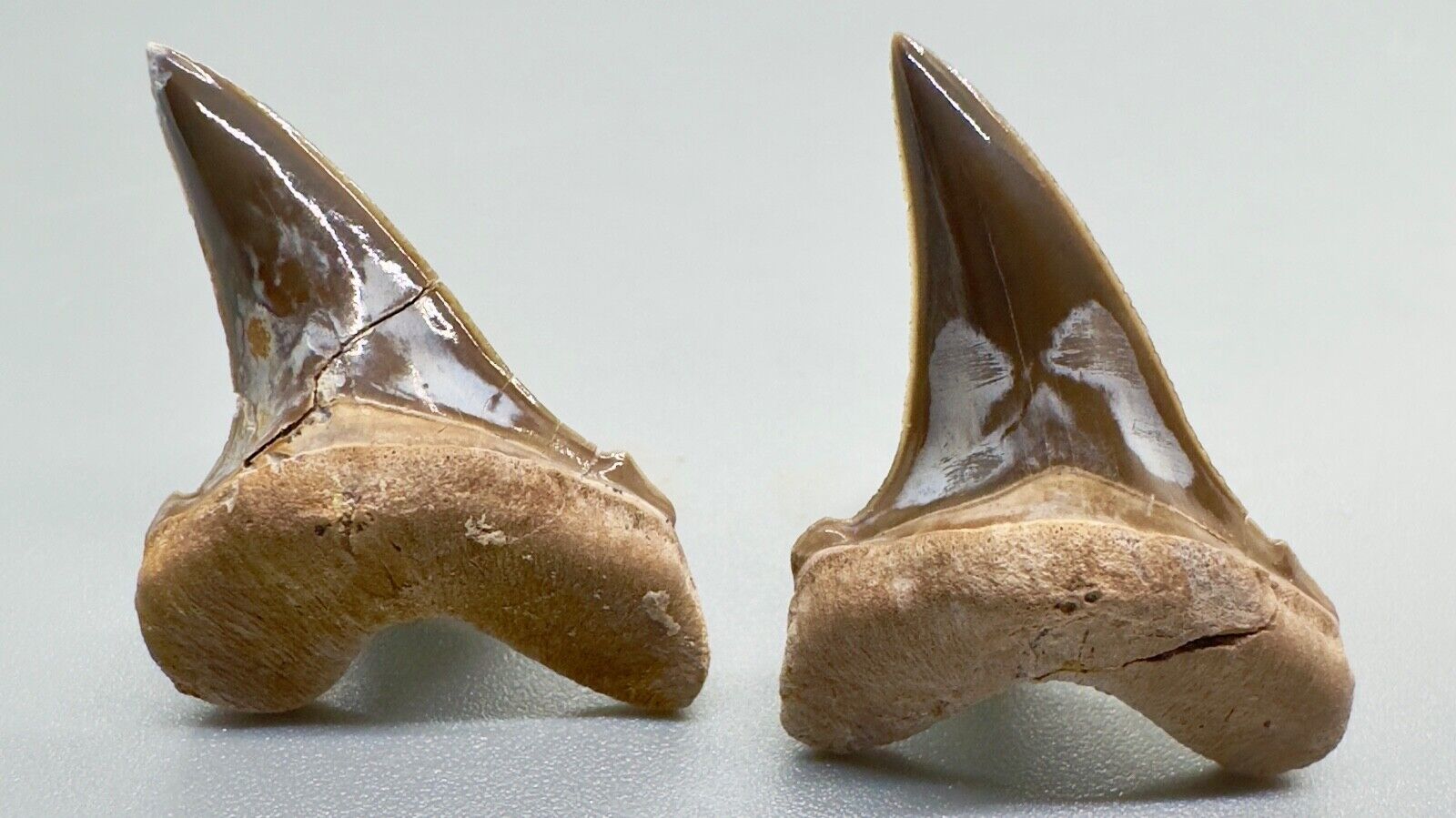 Pair Extremely Rare Associated Fossil Extinct GINSU Teeth - Cretoxyrhina, TX
