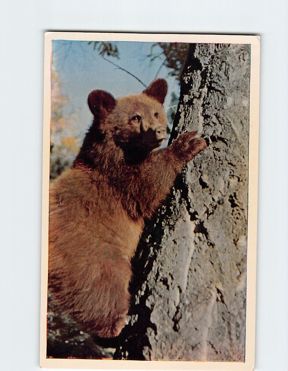 Postcard Bear Cub Canada North America