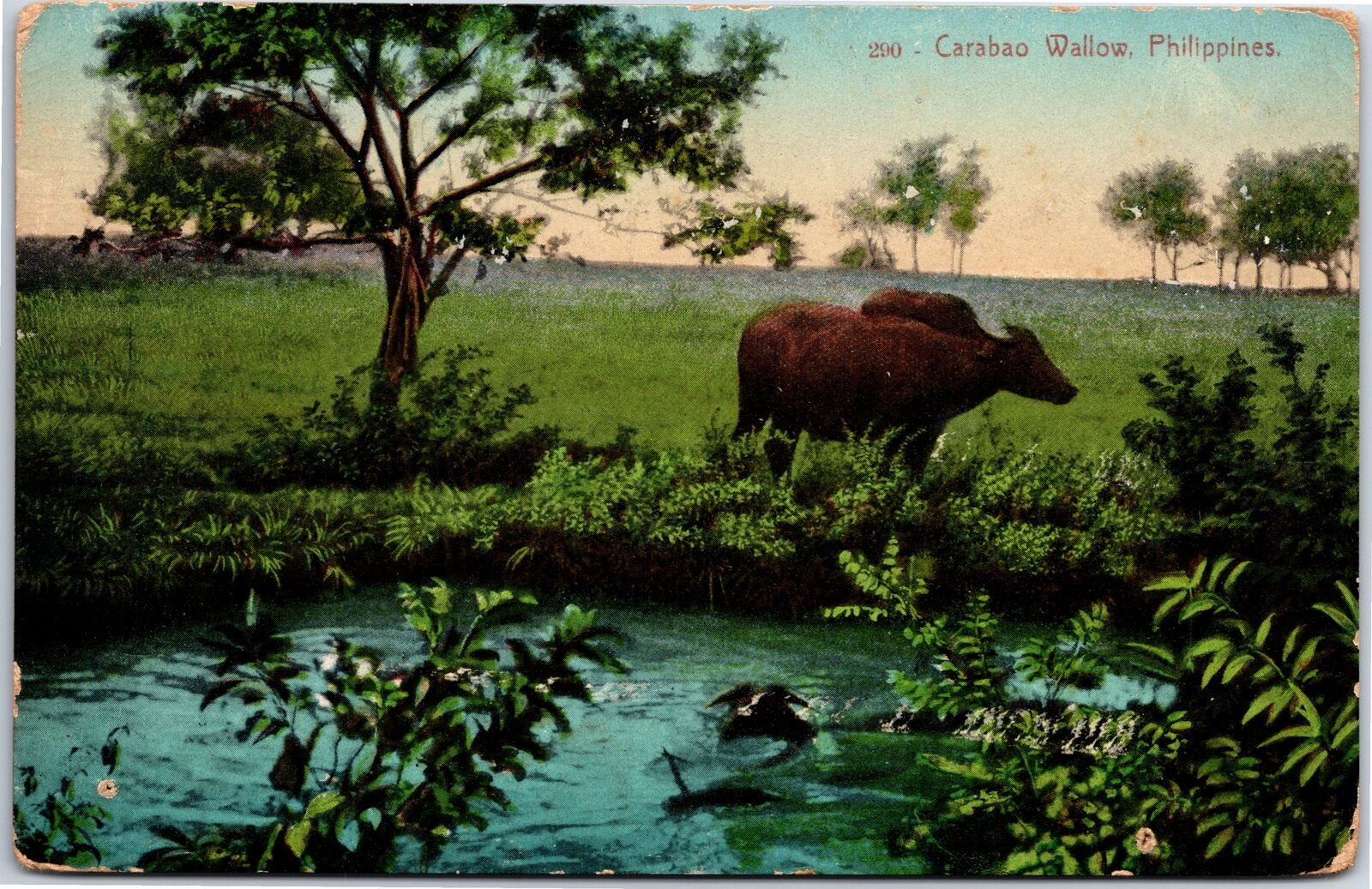 VINTAGE POSTCARD CARABAO WALLOW IN THE FARM FIELDS OF THE PHILLIPINES c. 1910s