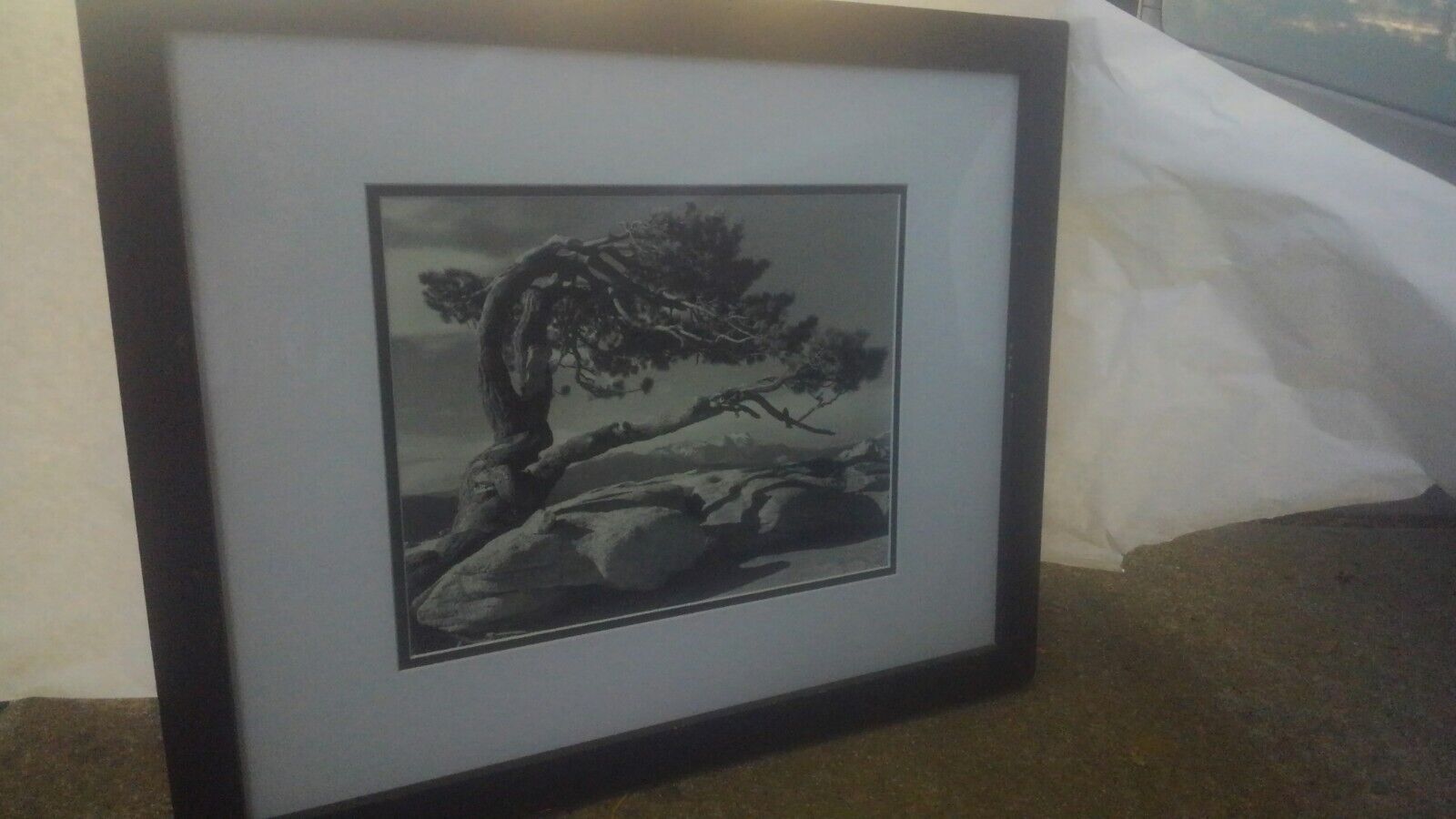 Ansel Adams Matted framed Jeffrey Pine, Sentinel Dome