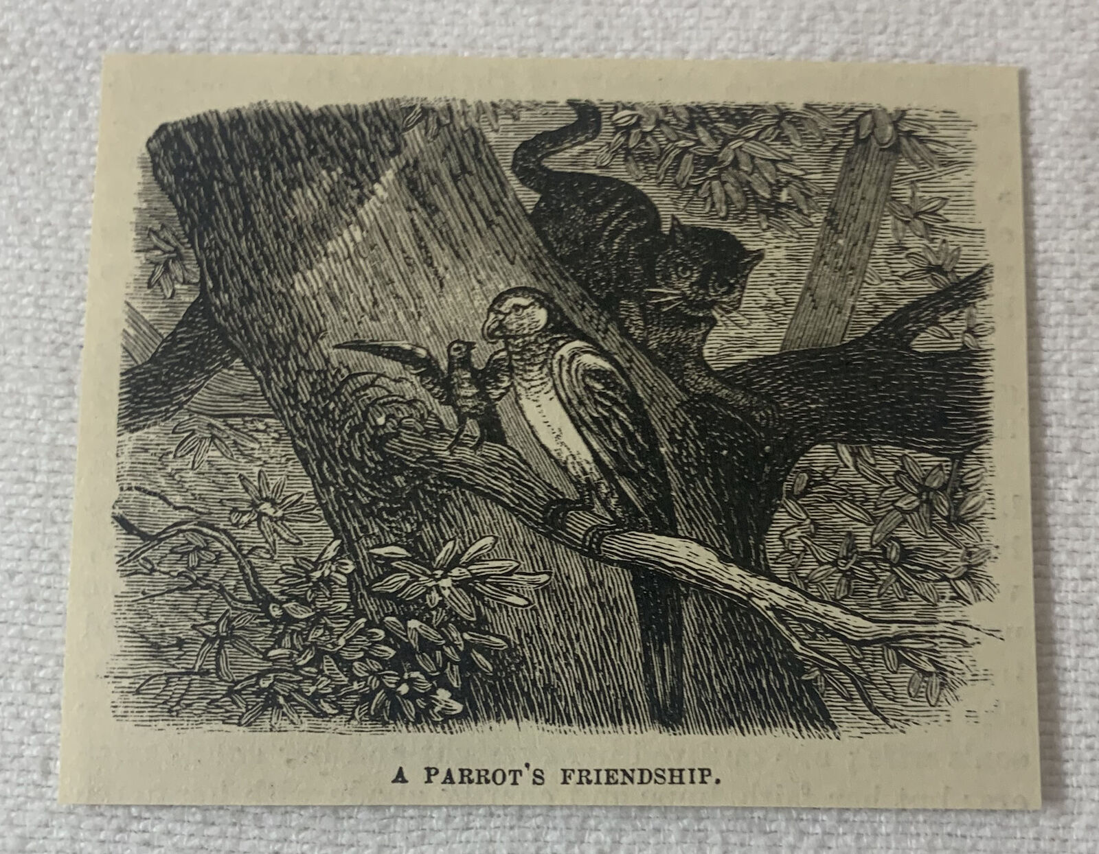 small 1880 magazine engraving~ A PARROT\'S FRIENDSHIP