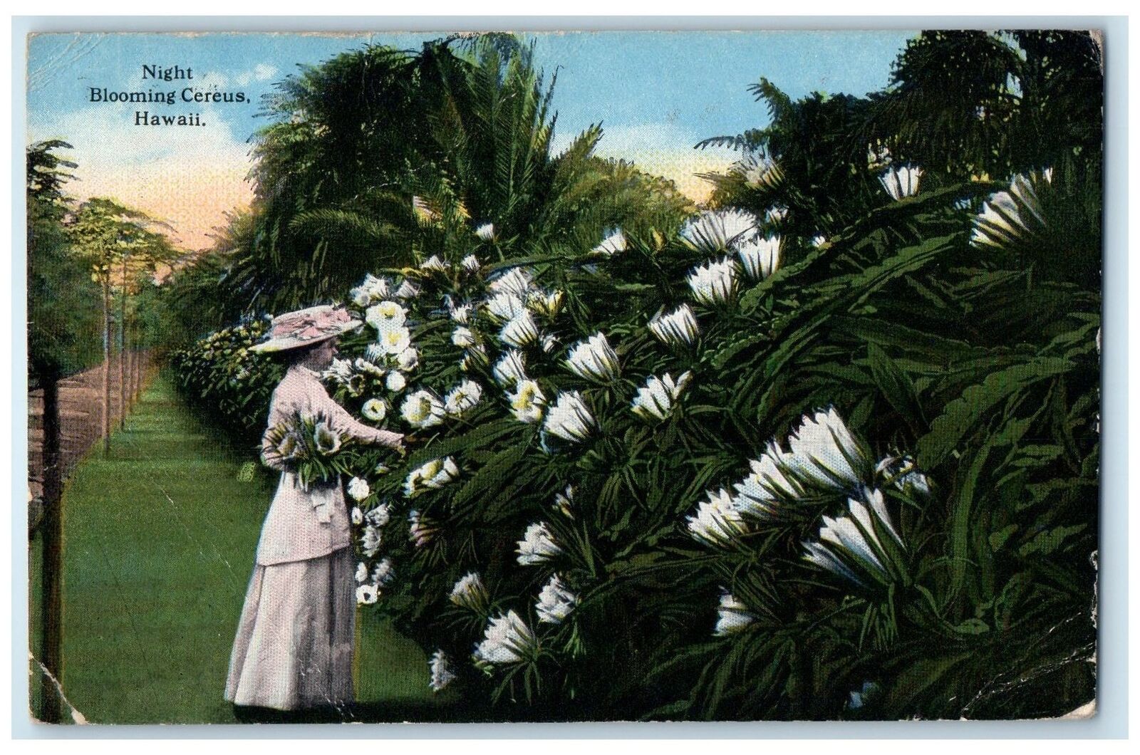 1915 Night Blooming Cereus Woman View Honolulu Hawaii HI Posted Vintage Postcard