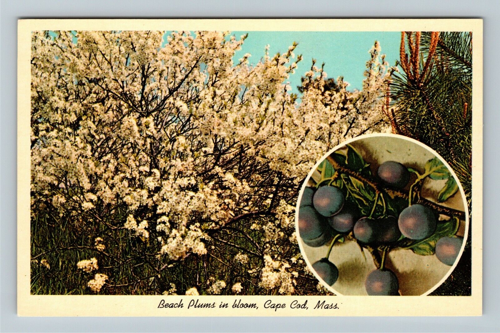 Cape Cod MA-Massachusetts, Beach Plums in Bloom, Vintage Postcard