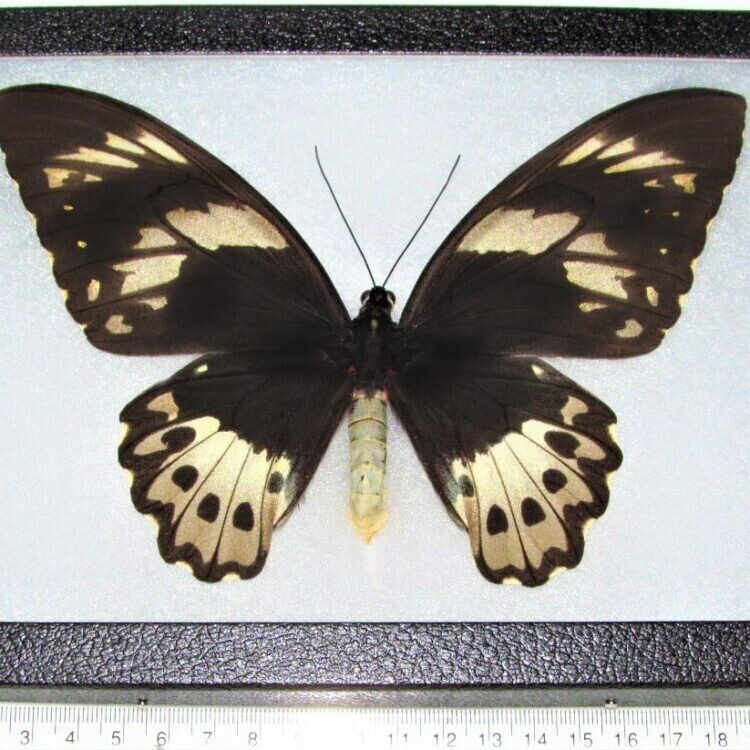 Ornithoptera pria female REAL FRAMED BUTTERFLY