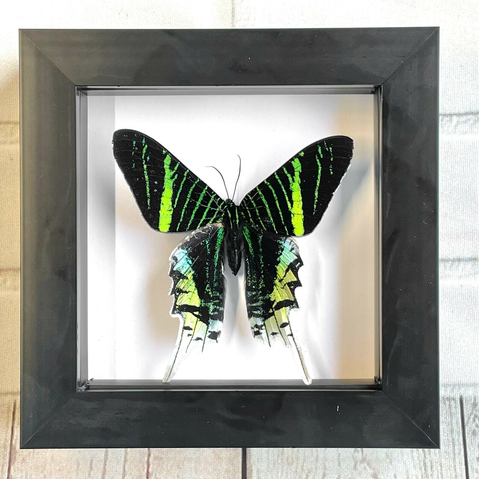 Green Banded Urania Moth (Urania leilus) Butterfly Shadow Box Display Frame Case