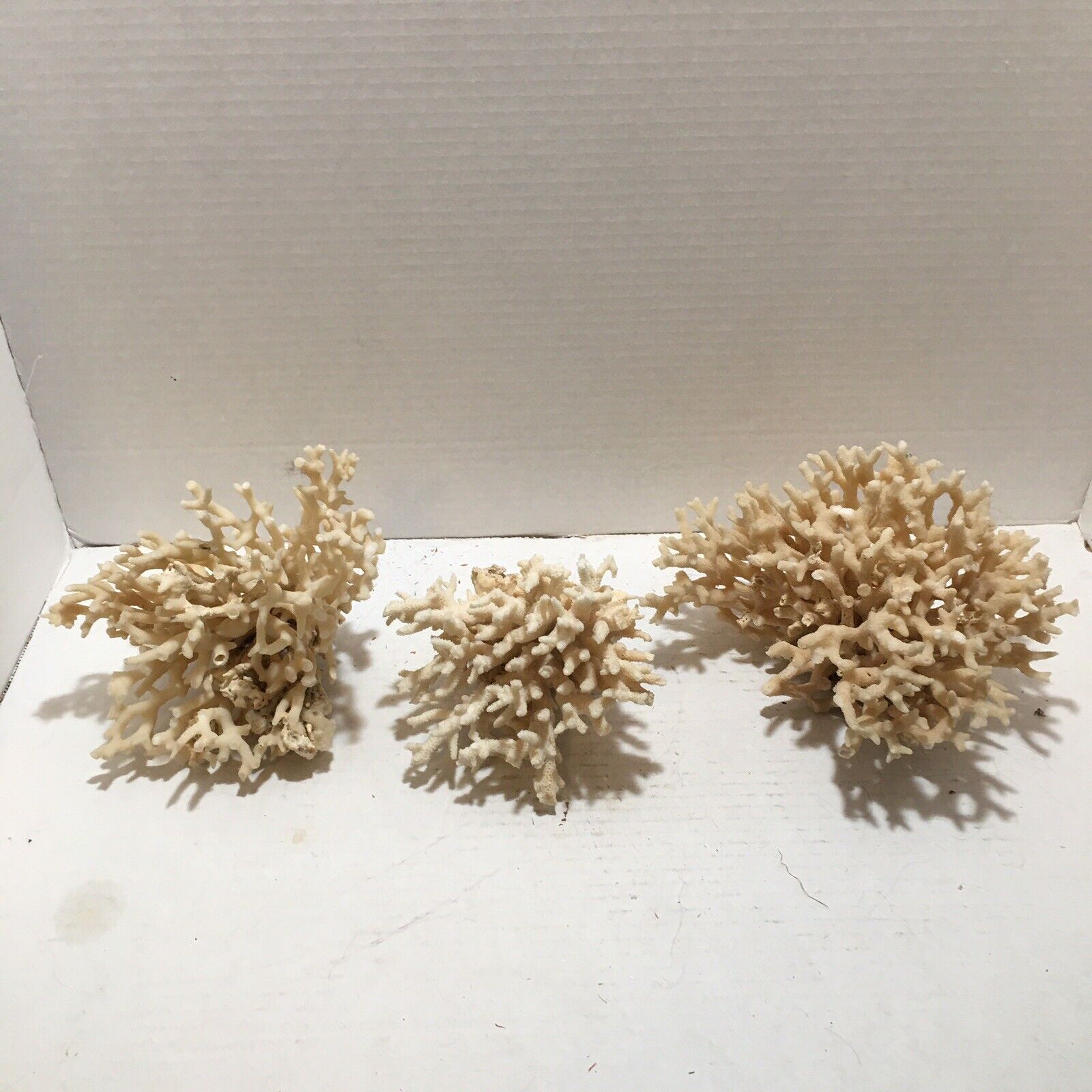 Lot 3 Vintage Natural White Ocean Sea Coral lace cauliflower