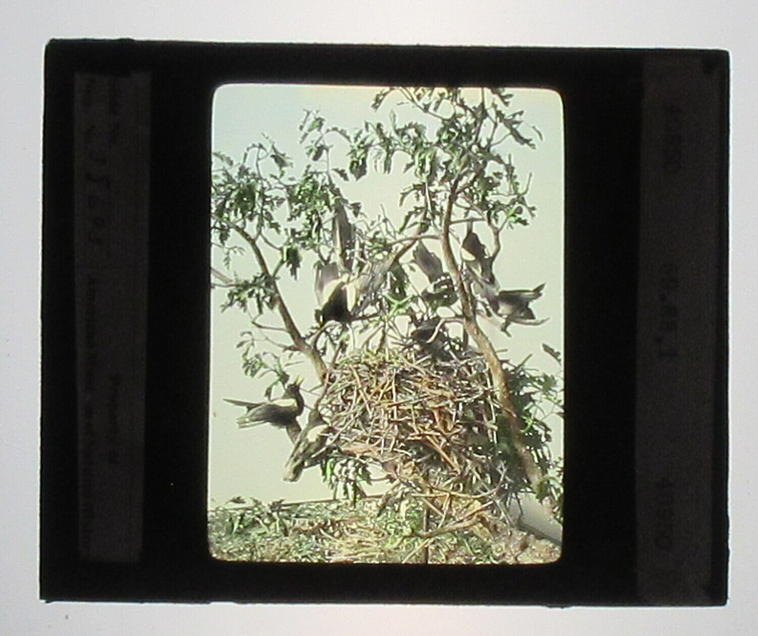 YELLOW BILLED MAGPIE. HAND COLORED PHOTO ON GLASS. TINTED LANTERN SLIDE.
