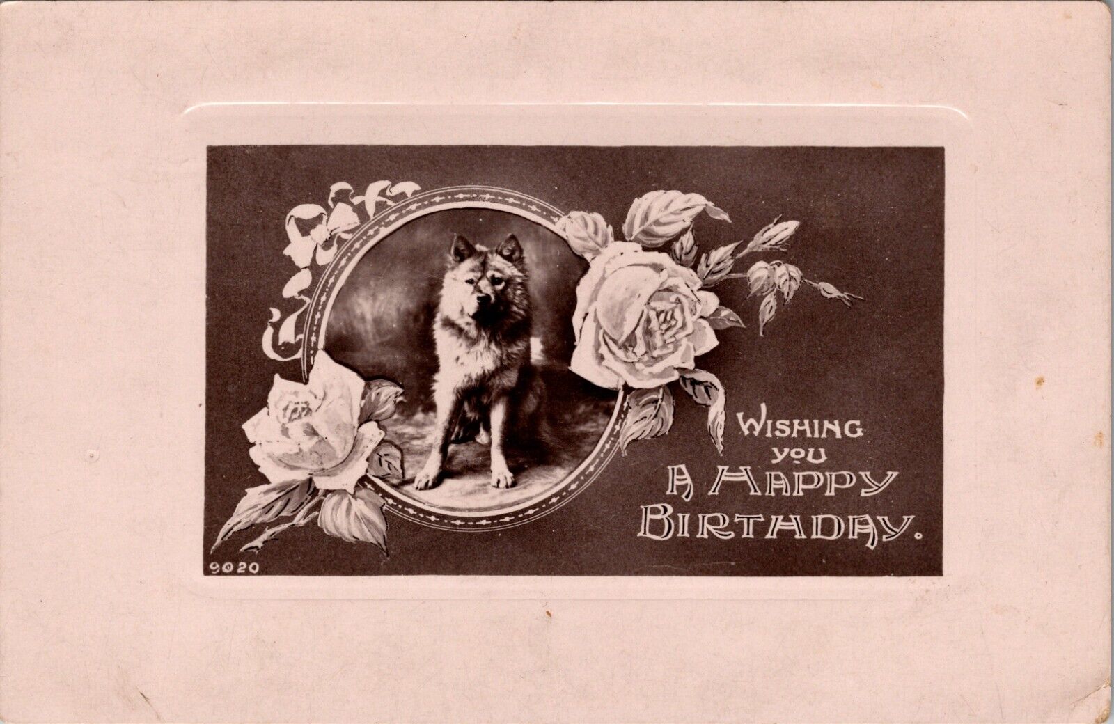 RPPC Postcard Chow Dog With Roses- Wishing You A Happy Birthday