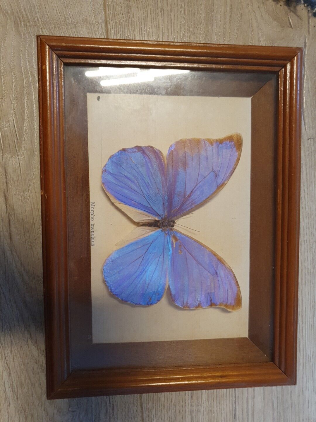 Rare Colour Morpho Menelaus Batterfly With Frame And Glass Display