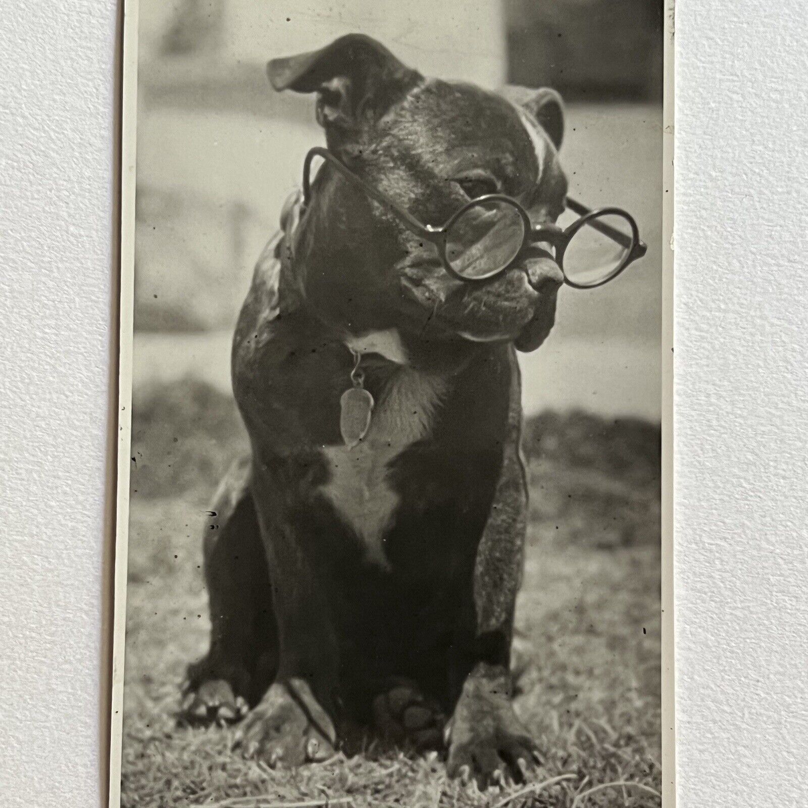 Vintage B&W Snapshot Photograph Adorable Good Boy Pitbull Terrier With Glasses