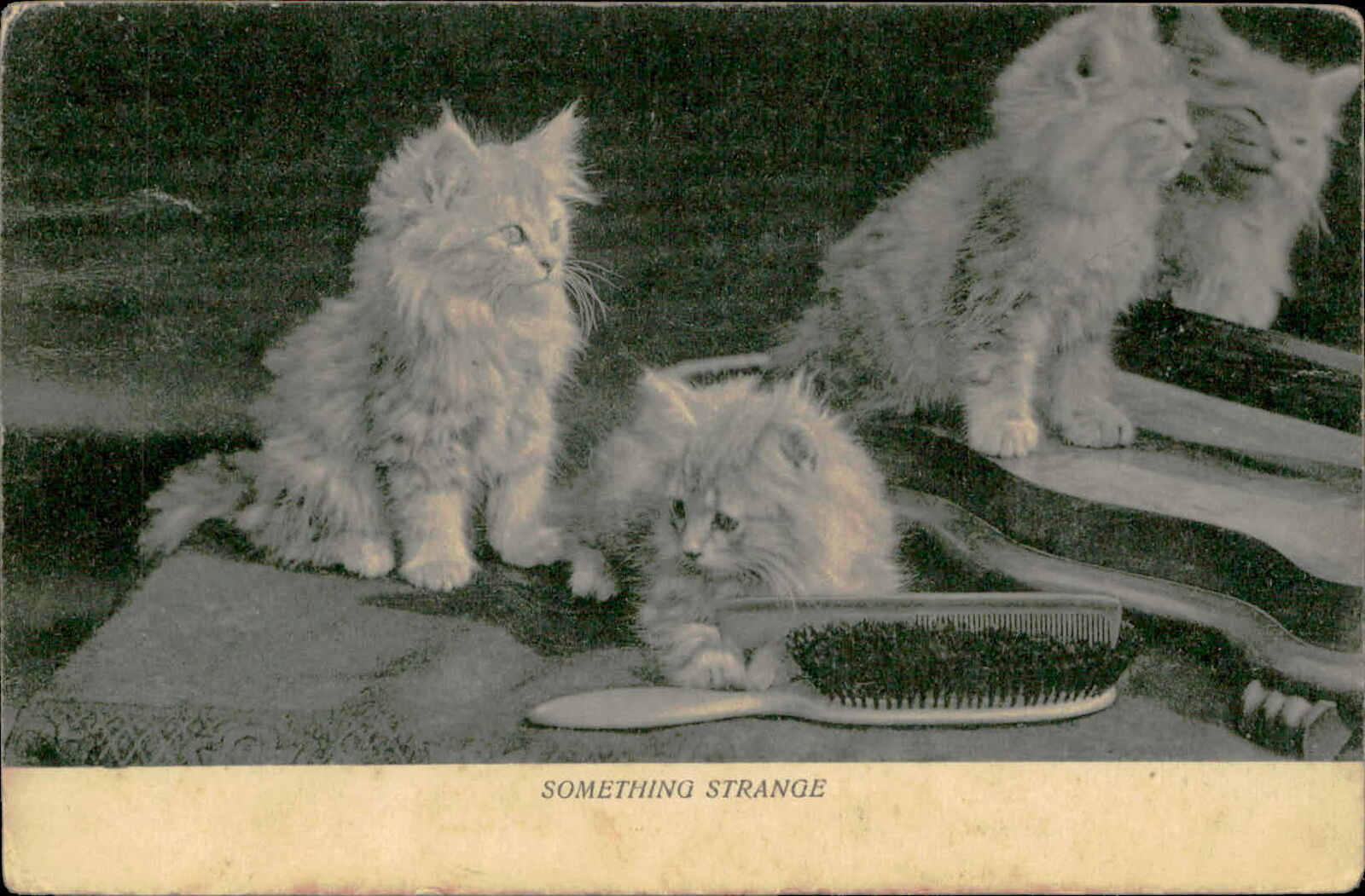 Postcard: Kitty Cat Kittens Cat