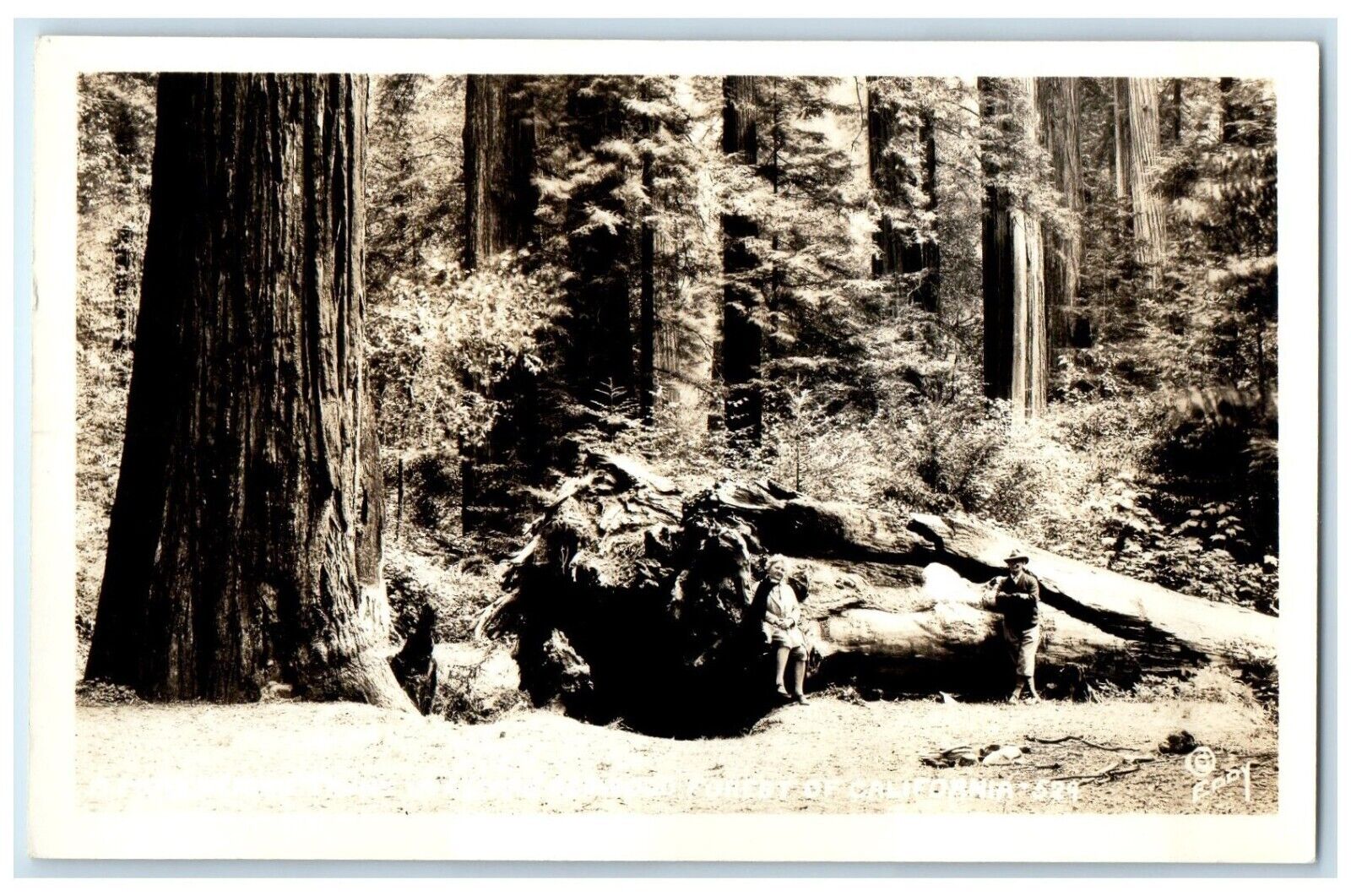 c1940\'s Redwood Fallen Trunk Trees California CA Eddy RPPC Photo Postcard