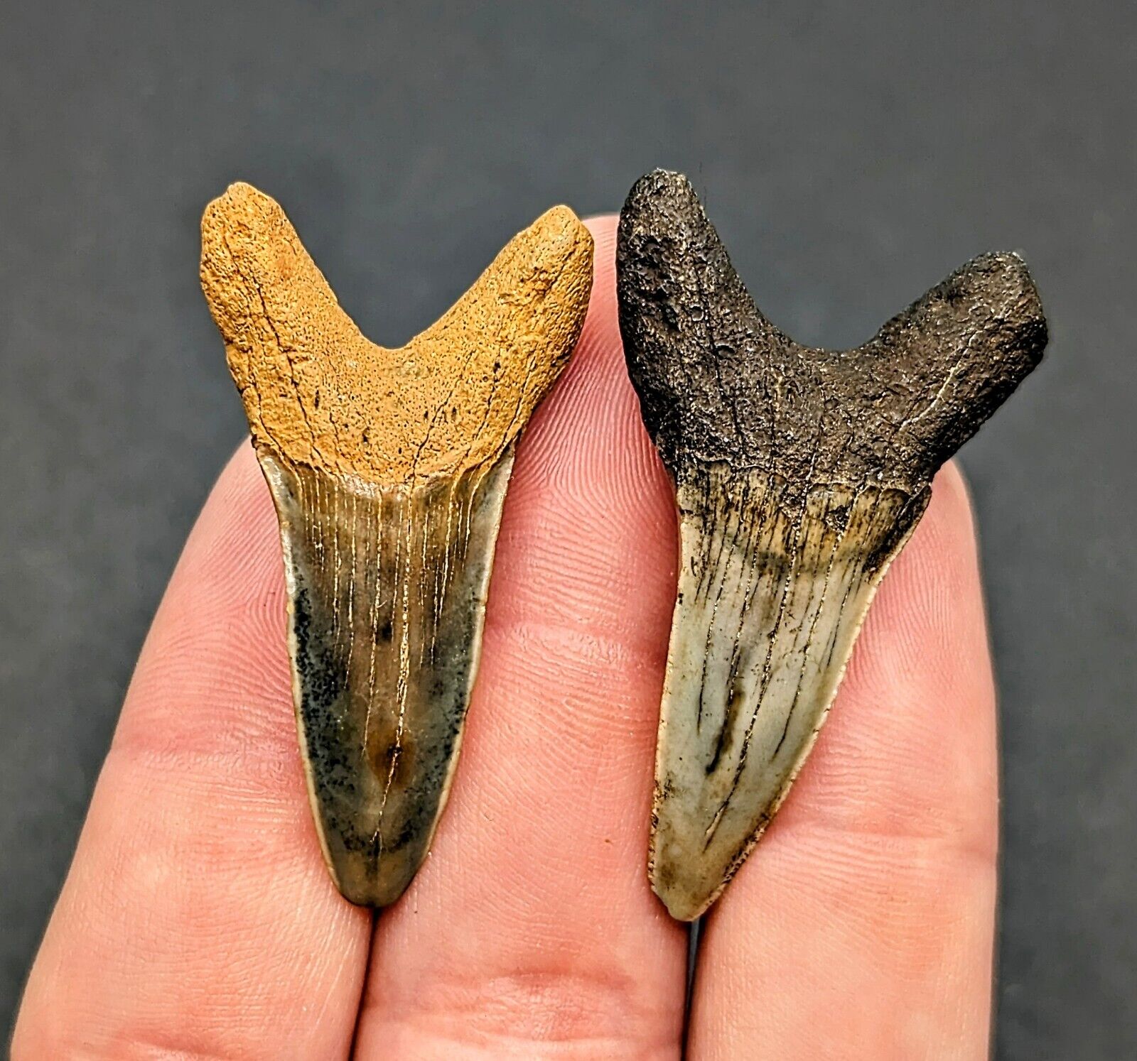 Rare Pair Of Monster Isurus Praecursor Mako Shark Teeth North Florida Eocene