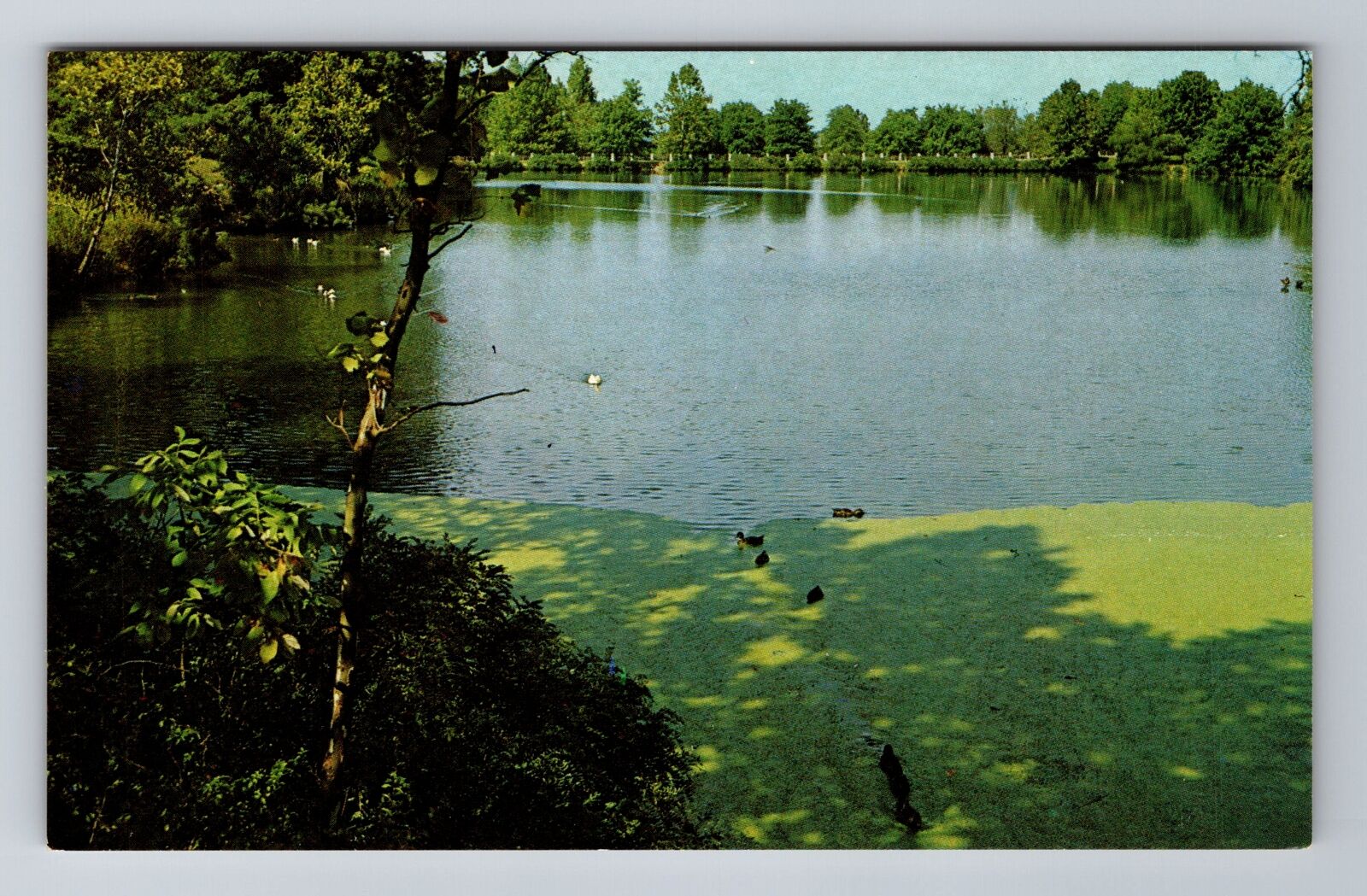 Evansville IN-Indiana, Lake at Mesker Zoo, Antique Vintage Souvenir Postcard