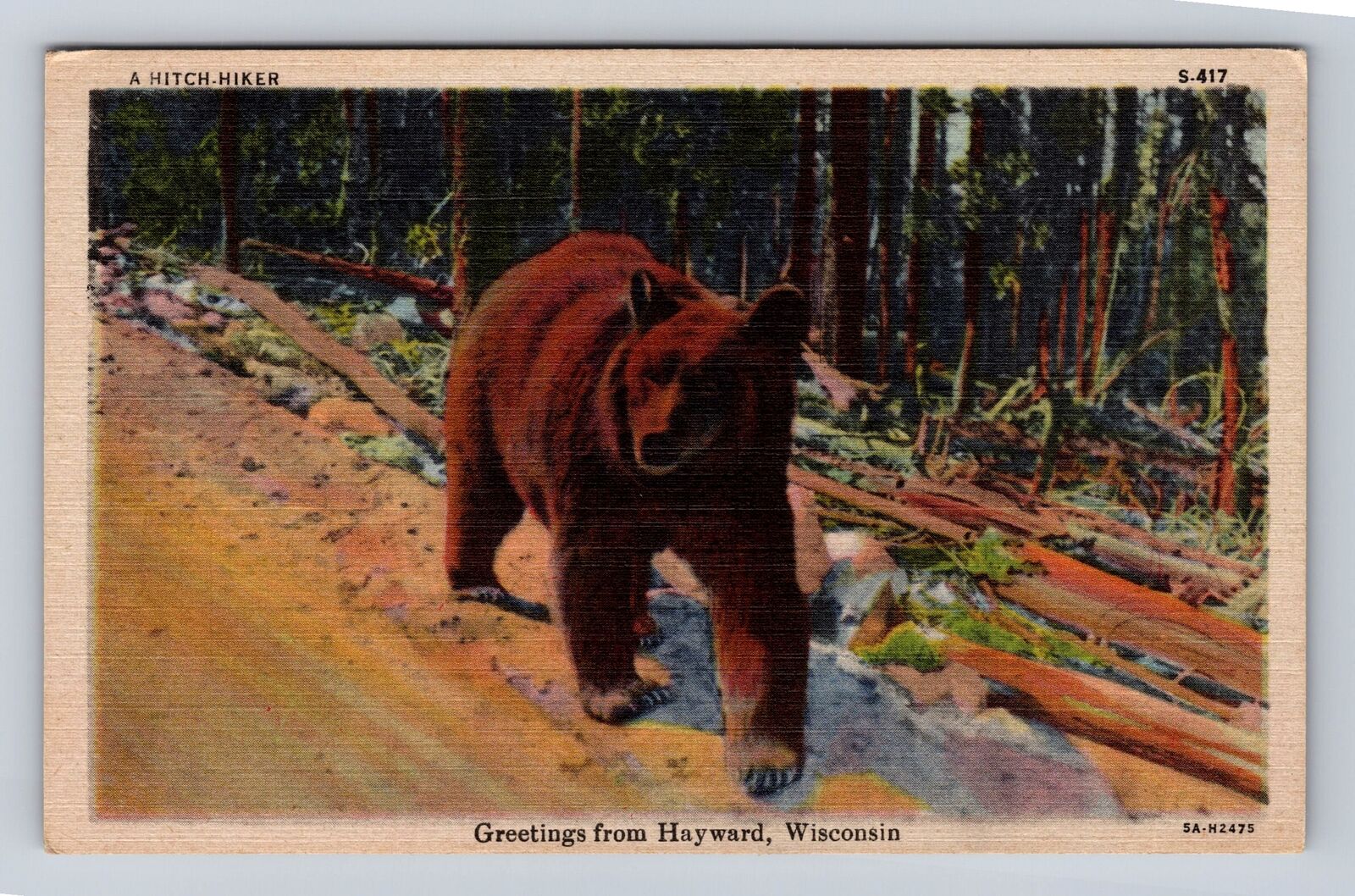 Hayward WI-Wisconsin, General Greetings, Bear, Antique Vintage Souvenir Postcard
