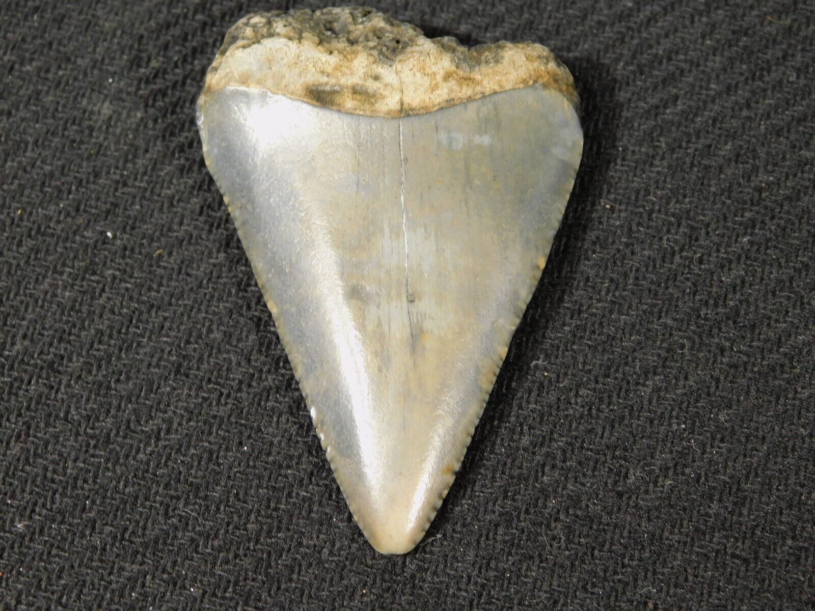 Larger ANCESTRAL Great White SHARK Tooth Fossil 100% Natural 17.2gr