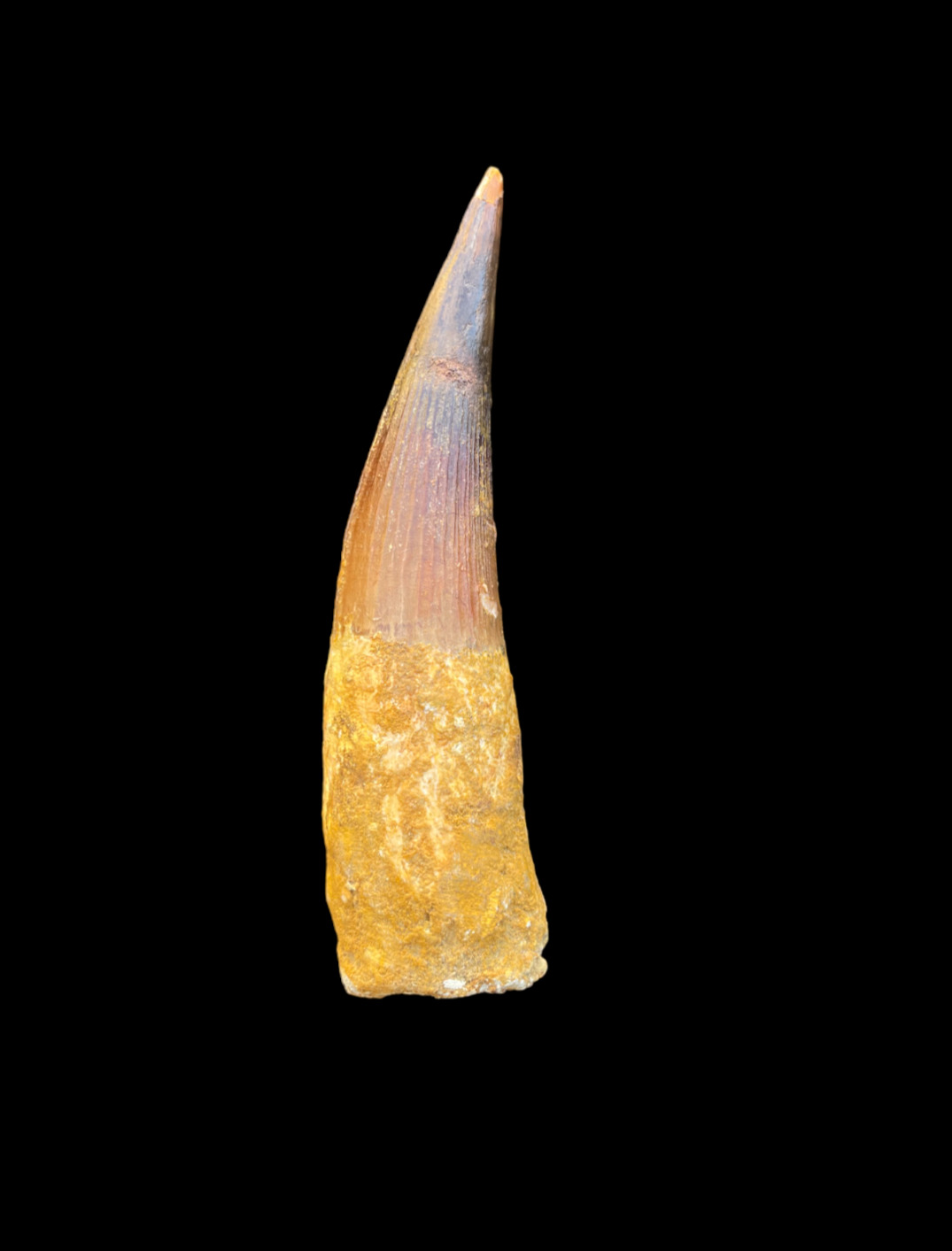 Extra huge Real Spinosaurus Tooth, Cretaceous Dinosaur tooth, 112 to 93.5 MYO