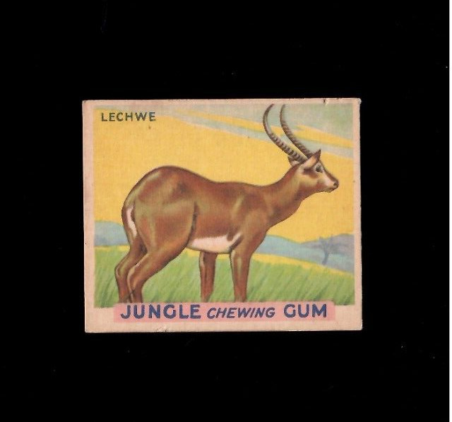 1930's Jungle Chewing Gum Card #22 Lechwe