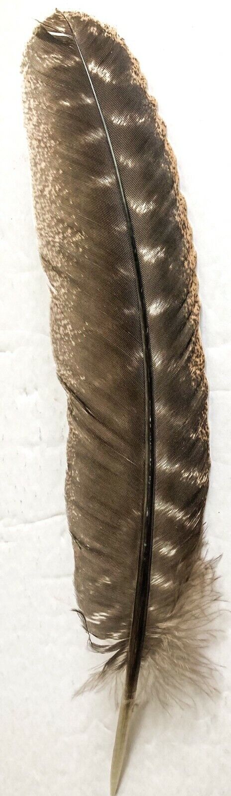 Smudge Feather Natural Wild Turkey Barred  9 - 12 inch for Smudging Blessing