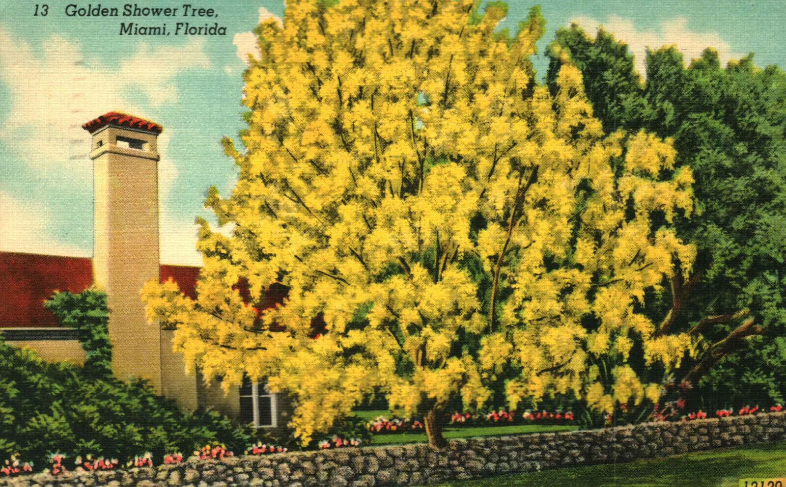 Postcard Golden Shower Tree Miami FL Florida Posted 1948 Landscape