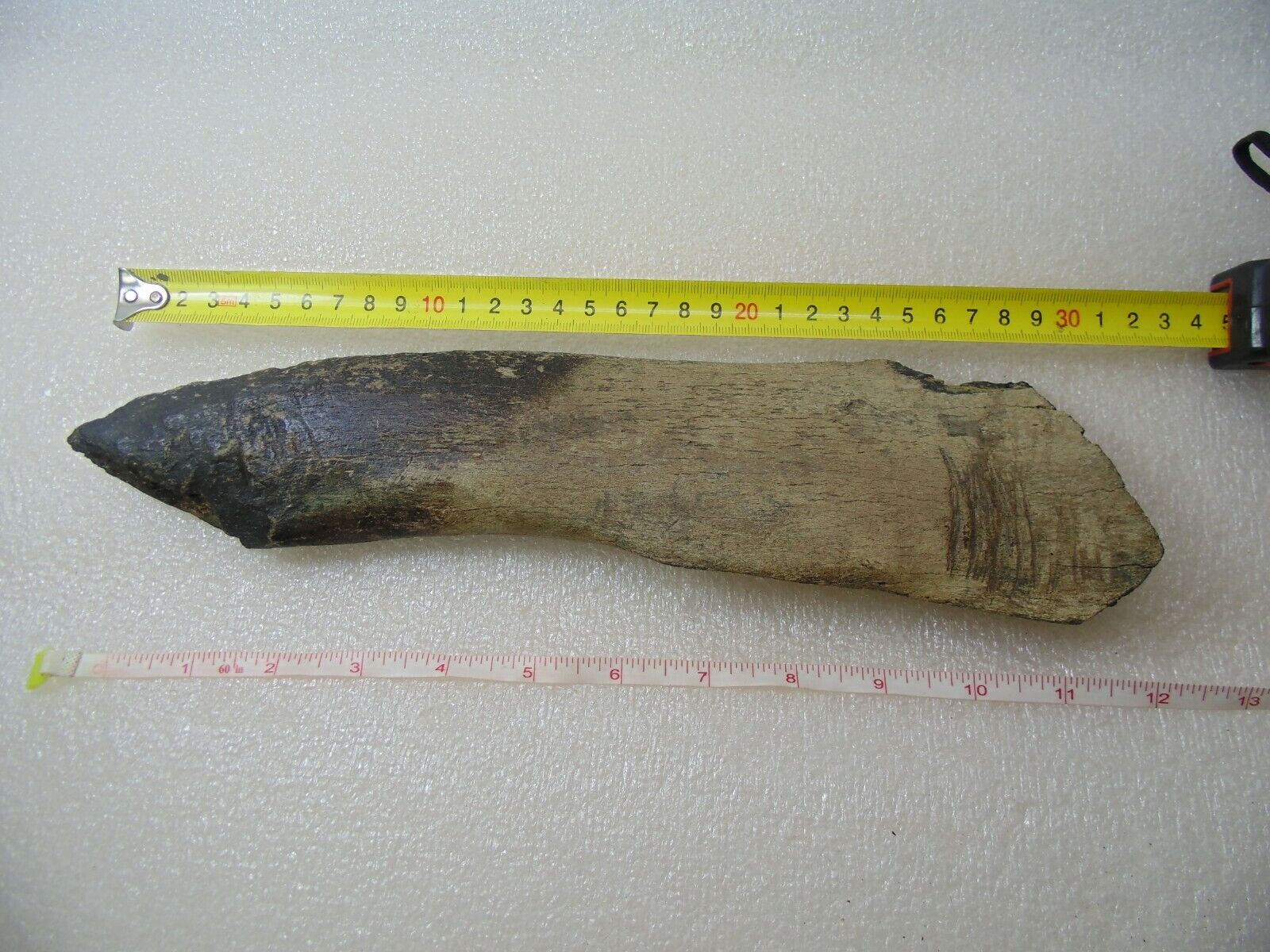 fossilized part of an ancient instrument. Part of the rib. The era of the Pleist