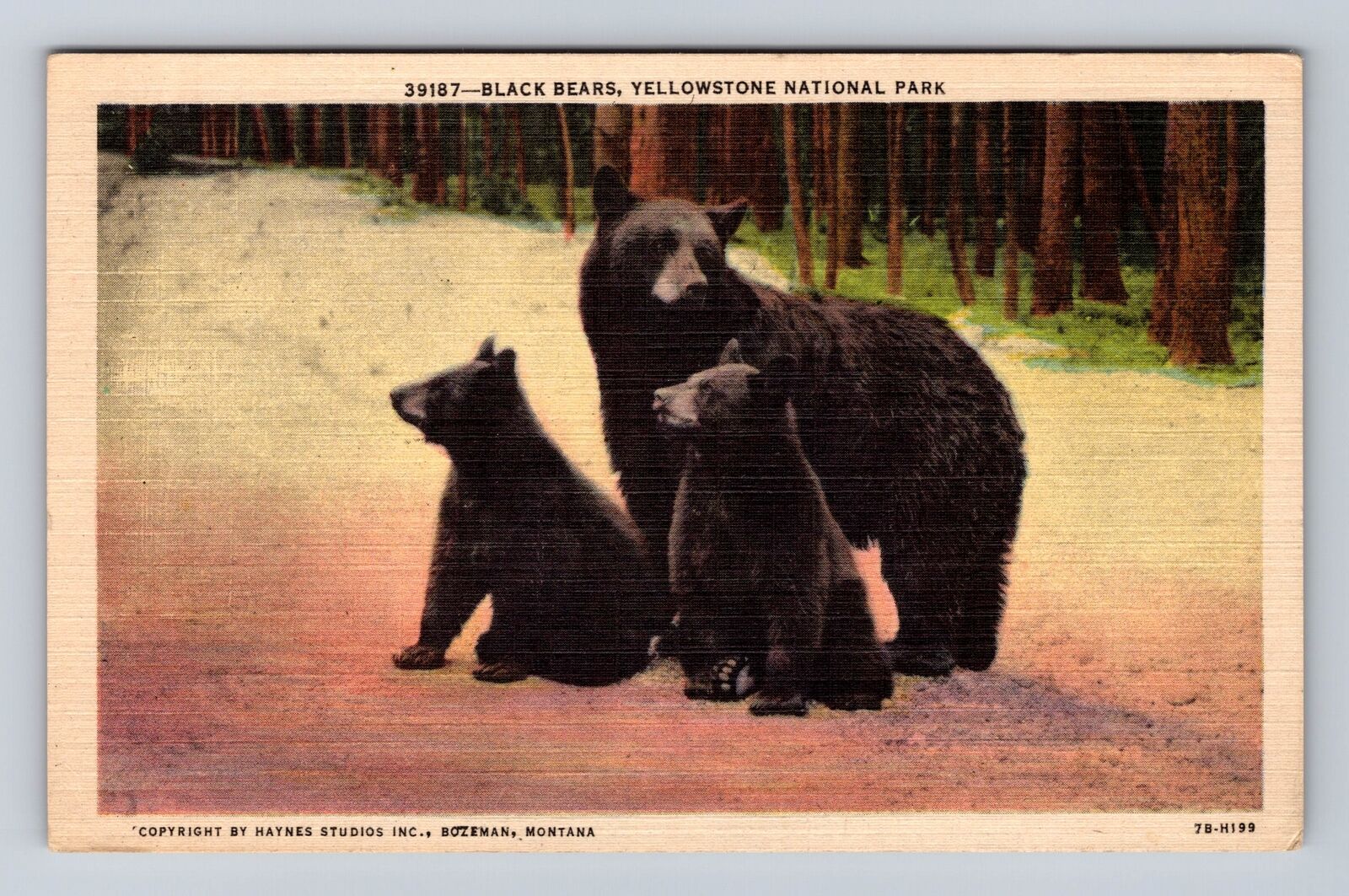 Yellowstone National Park, Black Bears, Series #39187, Vintage Souvenir Postcard