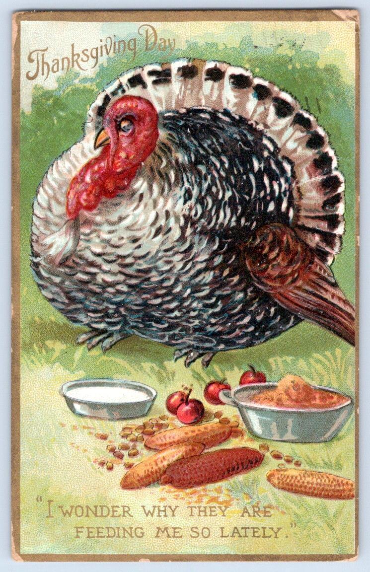 1909 FAT TOM TURKEY WHY ARE THEY FEEDING ME SO LATELY? THANKSGIVING TUCK\'S CARD
