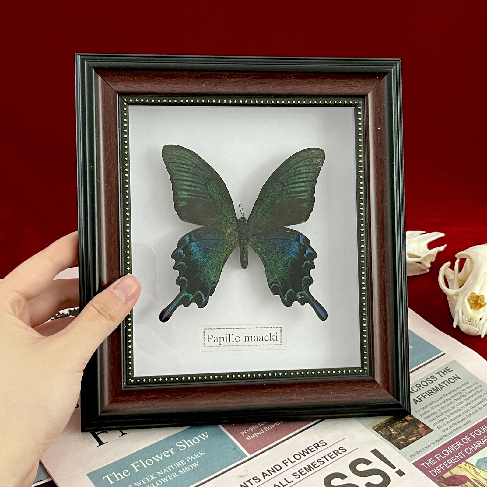 Beautiful Framed Butterfly Wall Decor Taxidermy Collectables Entomology Specimen