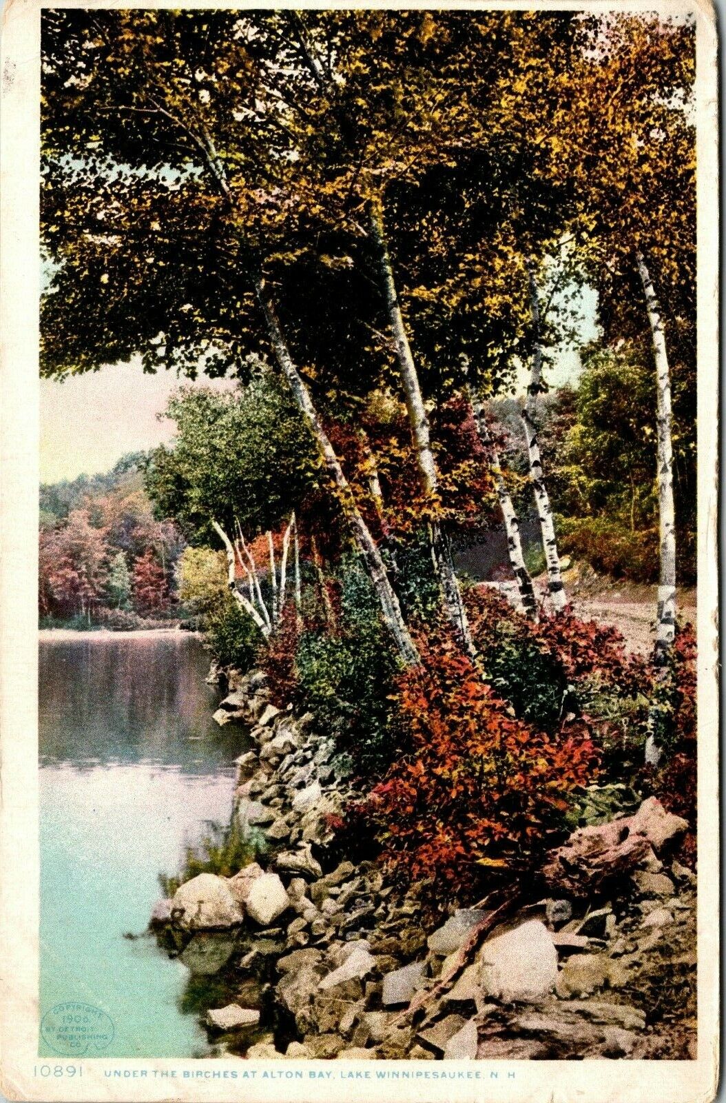 1910 Under The Birches Lake Winnipesukee  New Hampshire Antique Postcard 