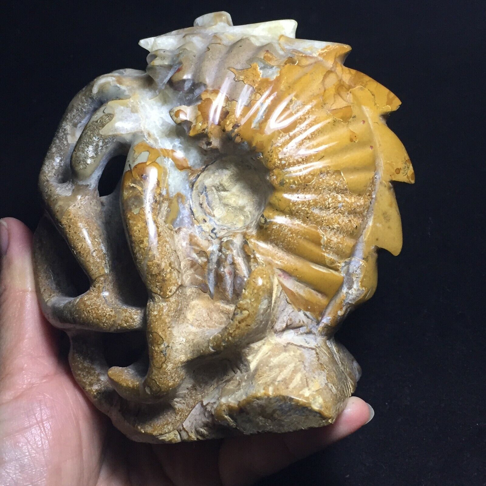 902g Natural polished  carved conch  Fossil   samples from Madagascar 858
