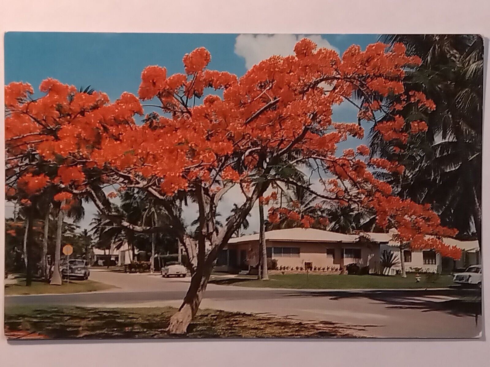 Florida's Royal Poinciana In Bloom Street View Postcard