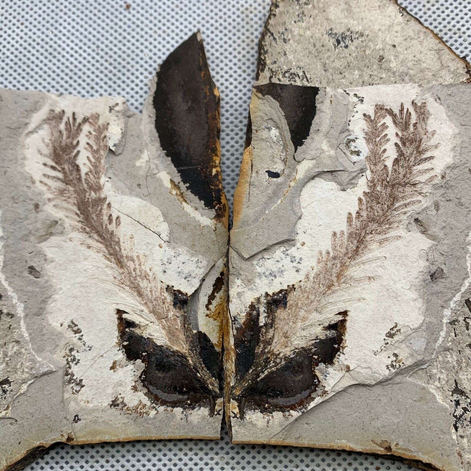 A pair of exquisite plant fossils from the Jurassic Daohugou period