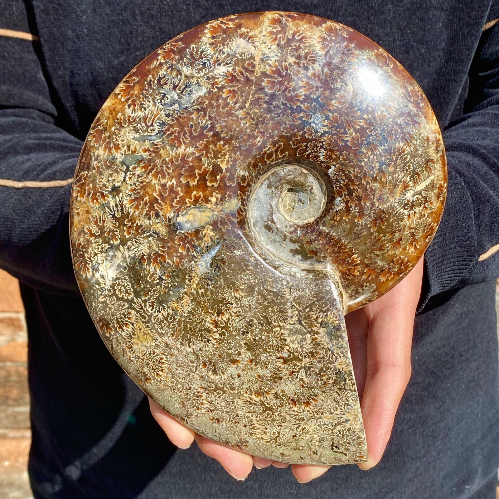 3.7LB Natural Fossil Snail Agate Fancy Cabochon Gemstones